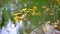 Close-up, yellowed dog rose bush or wild rose, on the branches hang lonely red, dry rosehips, autumn