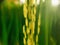 A close up of a yellowing rice plant
