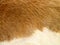 Close up of yellowish-brown skinned goat fur with white details