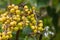 Close-up of yellowish green, nut-like fruits of Paulownia tomentosa or Empress tree or princess tree