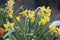 close up of yellows daffodils with different focus