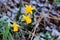 Close up of yellows daffodils in the snow with different focus
