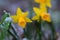 Close up of yellows daffodils in the snow with different focus