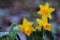 Close up of yellows daffodils in the snow with different focus
