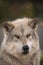 Close-up Yellowstone Wolf with a blurry backdrop