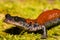 A close up of a Yonahlossee Salamander