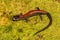 A close up of a Yonahlossee Salamander