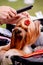 Close up of Yorkshire Terrier getting hair style