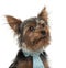 Close-up of Yorkshire Terrier wearing tie