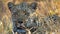 Close up of young african leopard lying in shade