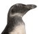 Close-up of Young African Penguin, Spheniscus demersus, 3 months old