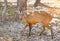 Close up young barking deer Muntiacus muntjak