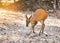 Close up young barking deer Muntiacus muntjak