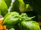 Close-up on young basil plant growing indoor.