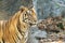 Close up young beautiful great male Indochinese tiger Panthera tigris corbetti in zoo.Adorable big feline wildcat Indochinese ti