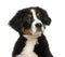 Close-up of a Young Bernese Mountain dog, 3,5 months old