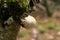 Close up of young birch polypore mushroom