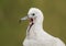 Close up of a young Black-browed Albatross chick calling