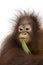 Close-up of a young Bornean orangutan chewing a leaf