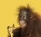 Close-up of a young Bornean orangutan eating a banana, Pongo pygmaeus