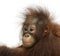 Close-up of a young Bornean orangutan, looking away