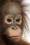 Close-up of a young Bornean orangutan, looking at the camera