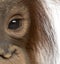 Close-up of a young Bornean orangutan\'s eye, Pongo pygmaeus