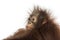 Close-up of a young Bornean orangutan\'s profile, looking away