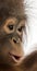 Close-up of a young Bornean orangutan\'s profile, Pongo pygmaeus