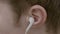 Close up of young boy putting earphones in his ear to listen to music and then removing them due to the high volume -