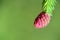 Close-up of a young branch and fresh cones of spruce picea abies