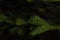 Close-up of young, bright green twigs growing on last year`s dark branches of spruce in the park