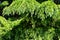 Close-up of young brightly green needles of Himalayan cedar Cedrus Deodara, Deodar growing on Black Sea coast