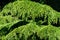 Close-up of young brightly green needles of Himalayan cedar Cedrus Deodara, Deodar growing on Black Sea coast