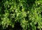 Close-up of young brightly green needles of Himalayan cedar Cedrus Deodara, Deodar growing on Black Sea coast