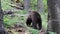 Close up of young brown bear ursus arctos in green forest