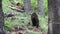 Close up of young brown bear ursus arctos in green forest