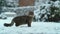 CLOSE UP: Young brown cat with long hair standing in the idyllic snowy backyard.