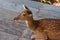 Close-up of young brown deer in zoo