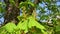 Close-up of young buds on a chestnut tree are blowing in the wind