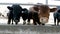 Close-up. young bull chews hay. flies fly around. Row of cows, big black purebred, breeding bulls eat hay. agriculture