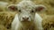 A close-up of a young calf lying in straw bedding, with a soft gaze and curly fur