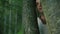 Close up of young carpathian peasant watching someone in the mountain forest and hiding by the trees
