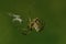 Close-up of a young Caucasian spider Araneus