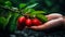 Close up of a young childs hand gently grasping a ripe, red apple from a vibrant apple tree branch