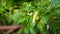 Close up the young chillies on the tree