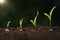 close up young corn growing step in farm