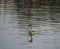 Close up young cute ducling of great crested grebe, Podiceps cristatus swimming on blue lake pond water. Golden hour