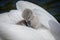 Close up of young cygnet cuddled up on back of mother Swan