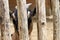 Close-up of a young domestic goat Capra hircus or Capra aegagrus hircus behind the fence